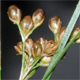 Juncus compressus