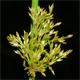 Juncus effusus