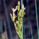 Juncus inflexus