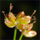 Juncus subnodulosus