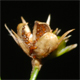 Juncus tenuis