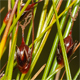 Oreojuncus trifidus