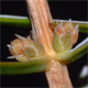 Juniperus communis (f. ass.)