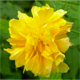 Kerria japonica