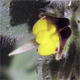 Kickxia spuria s.
