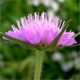 Knautia arvensis