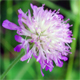 Knautia baldensis