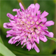 Knautia drymeia d.