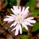 Knautia integrifolia