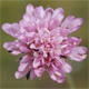 Knautia persicina
