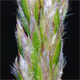 Koeleria eriostachya