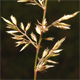 Koeleria macrantha