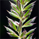 Koeleria pyramidata