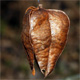 Koelreuteria paniculata
