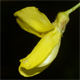 Laburnum alpinum
