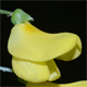 Laburnum anagyroides