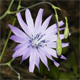 Lactuca perennis