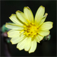 Lactuca saligna
