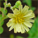 Lactuca sativa s.