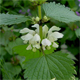 Lamium album