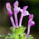 Lamium amplexicaule