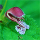 Lamium orvala