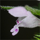 Lamium purpureum