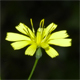 Lapsana communis