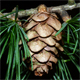 Larix decidua