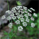 Laserpitium latifolium