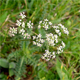Laserpitium peucedanoides