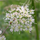 Siler montanum