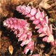 Lathraea squamaria