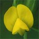Lathyrus aphaca