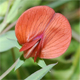 Lathyrus cicera