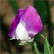 Lathyrus hirsutus