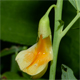 Lathyrus laevigatus o.