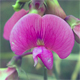 Lathyrus latifolius