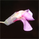 Lathyrus linifolius