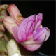 Lathyrus niger