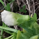 Lathyrus ochrus