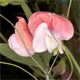 Lathyrus odoratus