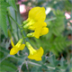 Lathyrus pratensis