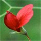 Lathyrus setifolius