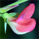 Lathyrus sphaericus