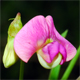 Lathyrus sylvestris