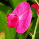 Lathyrus tuberosus