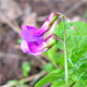 Lathyrus vernus v.