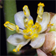 Laurus nobilis