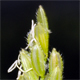 Leersia oryzoides